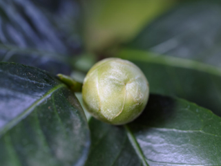 Close-up of a rounded yellow-green camellia flower bud with visible sepal texture, surrounded by glossy dark green leaves under overcast natural light.