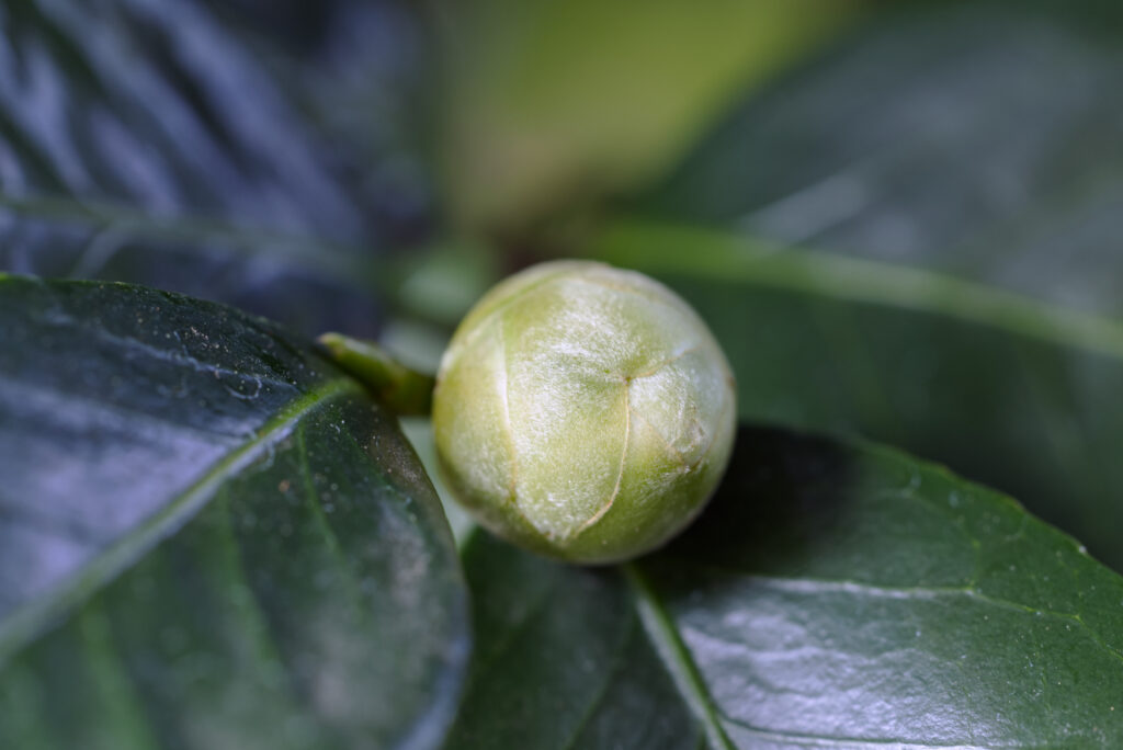 Close-up of a rounded yellow-green camellia flower bud with visible sepal texture, surrounded by glossy dark green leaves under overcast natural light.