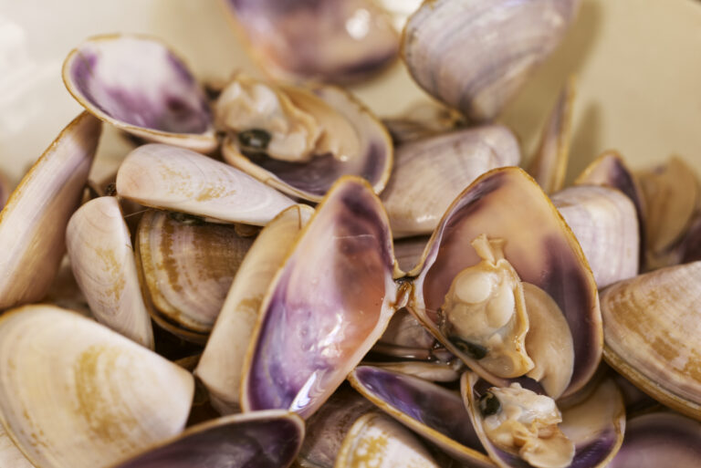 Close approach macro shot of freshly steamed Goolwa pipis with shells open revealing the cooked pipi meat, showing the characteristic purple and cream shell interior