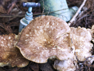 Cluster of large flat brown mushrooms with mottled cream undersides growing among forest litter, with a weathered galvanised outdoor tap fitting visible in the soft-focus background.