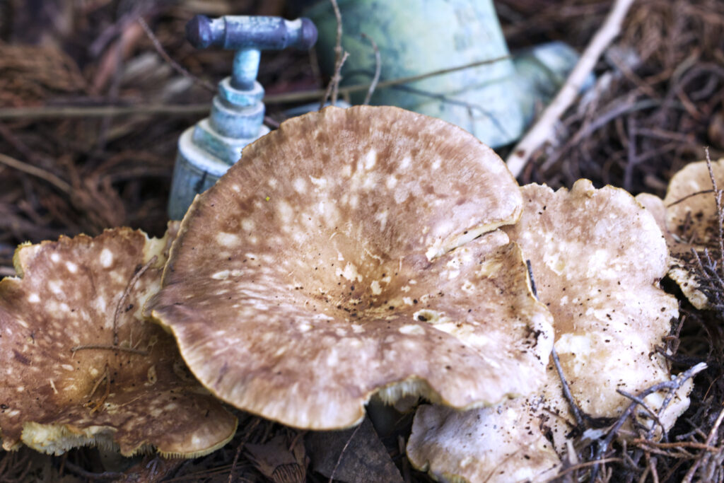 Cluster of large flat brown mushrooms with mottled cream undersides growing among forest litter, with a weathered galvanised outdoor tap fitting visible in the soft-focus background.