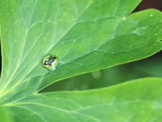 Macro photograph of a large water droplet on a green leaf, showing internal refraction and multiple light reflections within the droplet.